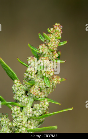 ROTER GÄNSEFUß Chenopodium Rubrum (Chenopodiaceae) Stockfoto
