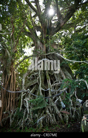 Ein heiliger Baum in der Nähe von Munduk Stockfoto