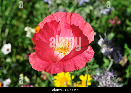 Lachsfarben oder rosa Blume des Klatschmohns Hybrid (Papaver Rhoeas L. Hybriden), Schwaebisch Gmuend, Baden-Württemberg Stockfoto