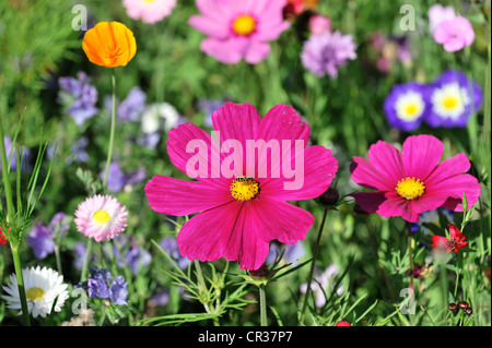 Blumen Wiese mit Garten Kosmos oder mexikanische Astern (einer Bipinnata), Schwaebisch Gmuend, Baden-Württemberg, Deutschland, Europa Stockfoto