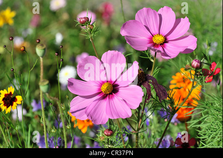 Garten-Kosmos oder mexikanische Astern (einer Bipinnata), Schwaebisch Gmuend, Baden-Württemberg, Deutschland, Europa Stockfoto