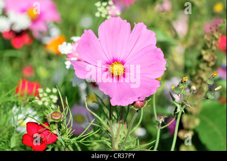 Garten-Kosmos oder mexikanische Aster (einer Bipinnata), Schwaebisch Gmuend, Baden-Württemberg, Deutschland, Europa Stockfoto