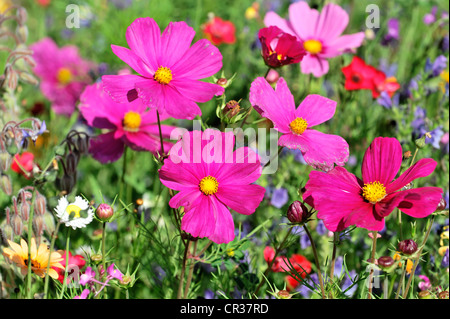 Blumen Wiese mit Garten Kosmos oder mexikanische Astern (einer Bipinnata), Schwaebisch Gmuend, Baden-Württemberg, Deutschland, Europa Stockfoto