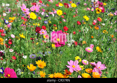 Blumen Wiese mit Garten Kosmos oder mexikanische Astern (einer Bipinnata), Schwaebisch Gmuend, Baden-Württemberg, Deutschland, Europa Stockfoto
