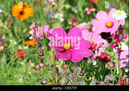 Blumen Wiese mit Garten Kosmos oder mexikanische Astern (einer Bipinnata), Schwaebisch Gmuend, Baden-Württemberg, Deutschland, Europa Stockfoto