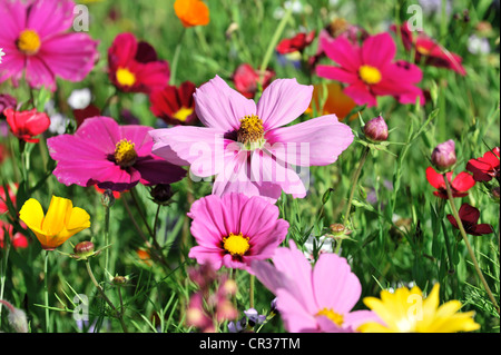 Blumen Wiese mit Garten Kosmos oder mexikanische Astern (einer Bipinnata), Schwaebisch Gmuend, Baden-Württemberg, Deutschland, Europa Stockfoto