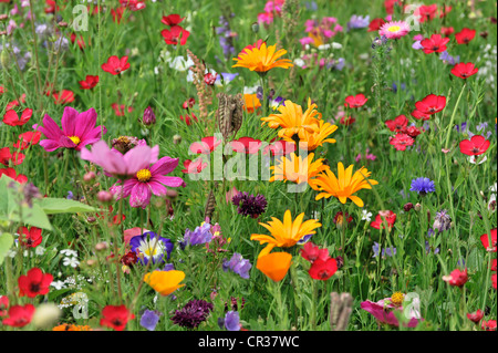 Blumen Wiese mit Garten Kosmos oder mexikanische Astern (einer Bipinnata), Schwaebisch Gmuend, Baden-Württemberg, Deutschland, Europa Stockfoto