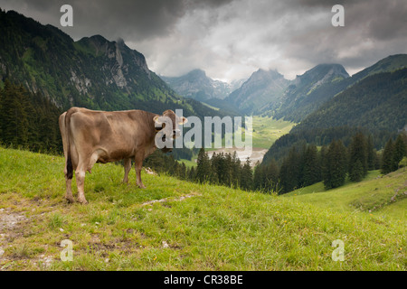Schweizer Braunvieh Rinder (Bos Taurus Primigenius), auf Söll Alm, Alm mit Blick in Richtung Saemtisersee See, Appenzell Stockfoto