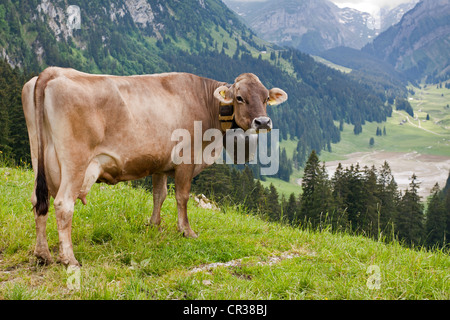 Schweizer Braunvieh Rinder (Bos Taurus Primigenius), auf Söll Alm, Alm mit Blick in Richtung Saemtisersee See, Appenzell Stockfoto