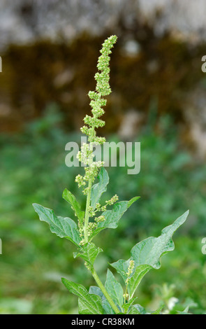 GUTER Heinrich Chenopodium Bonus-Henricus (Chenopodiaceae) Stockfoto