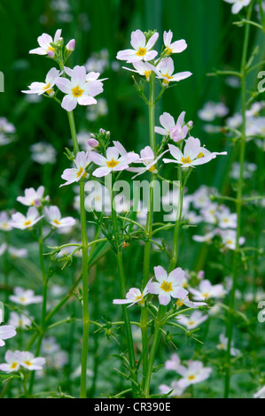 Wasser-violett Hottonia Palustris (Primulaceae) Stockfoto