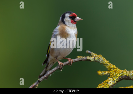 Stieglitz Zuchtjahr Caduelis (Fringillidae) Perched Stockfoto