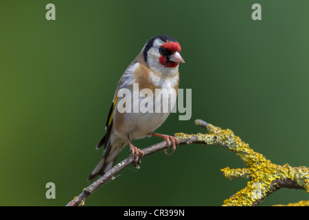 Stieglitz Zuchtjahr Caduelis (Fringillidae) Perched Stockfoto