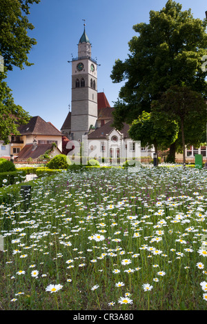 Blumenfeld, Margeriten (Leucanthemum), vor der St. Nikolaus Minster in Überlingen, Bodensee-Bezirk Stockfoto