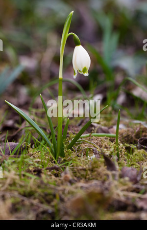 Frühling Schneeflocke (Leucojum Vernum) Stockfoto