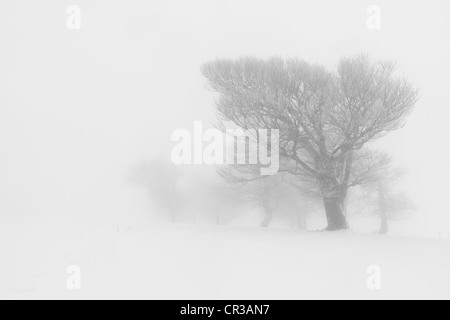 Buche Bäume auf Schauinsland Berg, Schnee, Schwarzwald, Baden-Württemberg, Deutschland, Europa Stockfoto