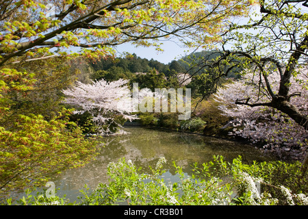 Japan, Insel Honshu, Kinki Region, Stadt des Kyoto-Protokolls, Ryōan-Ji Tempel UNESCO-Welterbe, der Park im Frühling Stockfoto