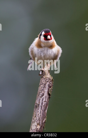 Stieglitz Zuchtjahr Caduelis (Fringillidae) Perched Stockfoto