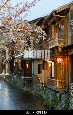 Japan, Insel Honshu, Kinki Region, Stadt Kyoto, Stadtteil Gion, blühende Kirschbäume (Sakura auf Japanisch) Stockfoto