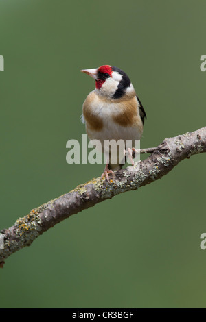 Stieglitz Zuchtjahr Caduelis (Fringillidae) Perched Stockfoto