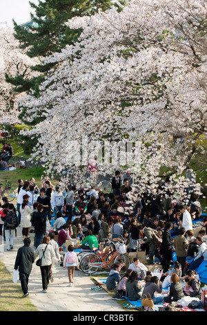 Japan, Insel Honshu, Kinki-Region, Stadt Kyoto, Picknick entlang des Flusses Kamo-Gawa, blühenden Sherry-Bäumen im Frühjahr (Sakura in Stockfoto