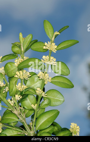 BOX Buxus Sempervirens (Buxaceae) Stockfoto