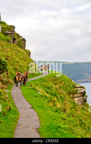 Lynton & Lynmouth, Lynemouth Bay, Tal der Felsen gehen nördlich Exmoore Ponys, Ziegen, Landschaft, Coastal Path Burgfelsen, Devon Stockfoto