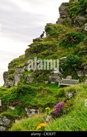 Lynton & Lynmouth, Lynemouth Bay, Tal der Felsen gehen nördlich Exmoore Ponys, Ziegen, Landschaft, Coastal Path Burgfelsen, Devon Stockfoto