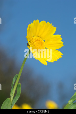 Mais-Ringelblume Chrysanthemum Segetum (Asteraceae) Stockfoto