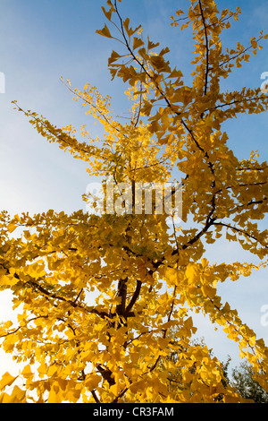 Ginkgo-Baum (Ginkgo Biloba) Stockfoto