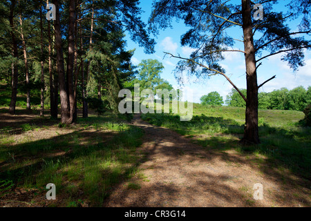 Ein Wald-Pfad und Fingerhut in Heide Reigate, Surrey im Juni Stockfoto