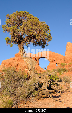 Utah Wacholderbeeren (Juniperus osteosperma), Turret Arch, Rock Bridge oder Natural Arch im Arches National Park, Utah, USA Stockfoto