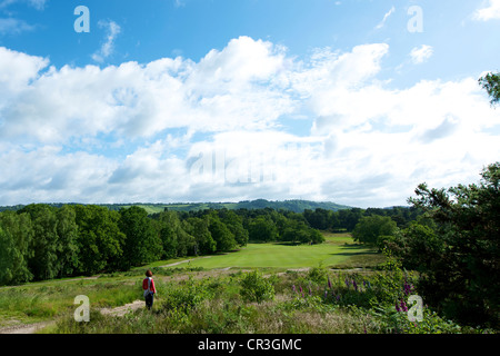 Eine Landschaft und ein Walker in Heide Reigate, Surrey auf einer sonnigen Junimorgen gegen einen blauen Himmel Stockfoto