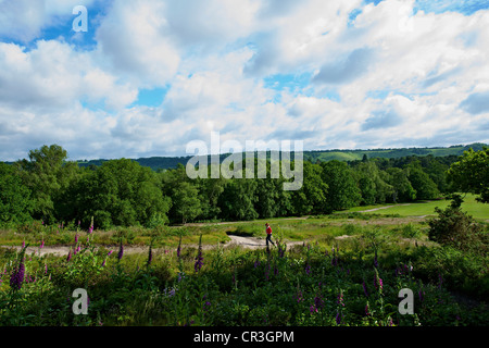 Landschaft ein Wanderer auf Heath Reigate, Surrey an einem sonnigen Junimorgen gesetzt vor blauem Himmel mit Digitalis Purpurea Vordergrund Stockfoto