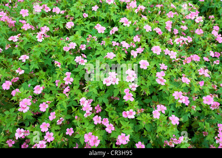 Nahaufnahme von Geranium X oxonianum 'Wargrave Pink' Blumen im Juni Stockfoto