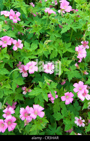 Nahaufnahme von Geranium X oxonianum 'Wargrave Pink' Blumen im Juni Stockfoto