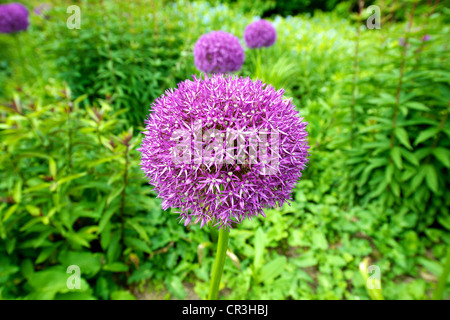 Nahaufnahme von lila Allium "Pinball Wizard" blüht im Juni Stockfoto