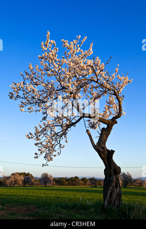 Frankreich, Bouches-du-Rhône, Umgebung von Aix-En-Provence, Mandelbäume in voller Blüte Stockfoto