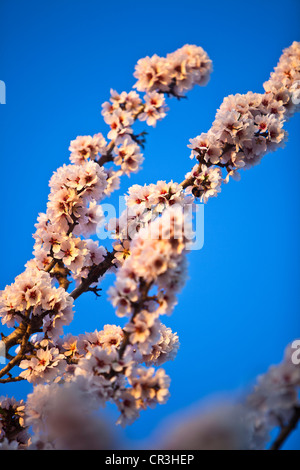 Frankreich, Bouches-du-Rhône, Umgebung von Aix-En-Provence, Mandelbäume in voller Blüte Stockfoto
