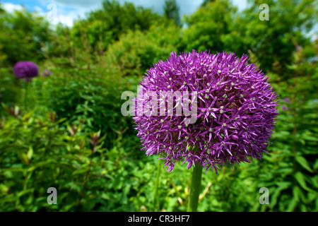Nahaufnahme von lila Allium "Pinball Wizard" blüht im Juni Stockfoto