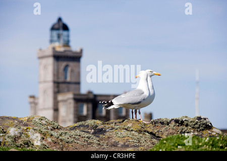 Robert Stevensons Leuchtturm auf der Isle of May Stockfoto