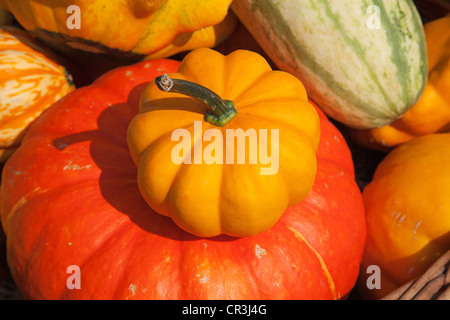 Bunte Kürbisse-Sammlung auf dem Herbstmarkt Stockfoto