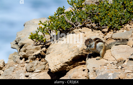 Barbary Grundeichhörnchen oder nordafrikanischen Borste Eichhörnchen (Atlantoxerus Getulus), Fuerteventura, Kanarische Inseln, Spanien, Europa Stockfoto