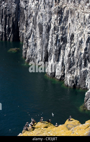 Papageientaucher auf den Klippen auf der Isle of May, Schottland. Stockfoto