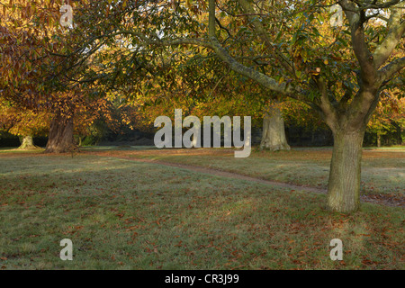 Herbstliche Farben auf dem Gelände in der Nähe von Felbrigg Hall, Felbrigg, Norfolk, England Stockfoto