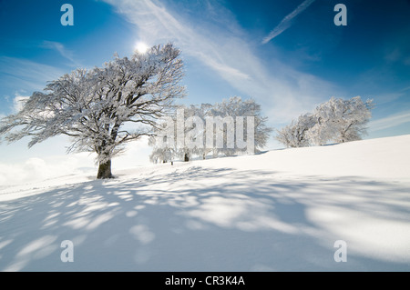 Verschneiten Buchenwald am Schauinsland Berg, Freiburg Im Breisgau, Baden-Württemberg, Deutschland, Europa Stockfoto