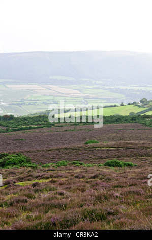 Lynton & Lynmouth, Lynemouth Bay, Tal der Felsen gehen nördlich Exmoore Ponys, Ziegen, Landschaft, Coastal Path Burgfelsen, Devon Stockfoto