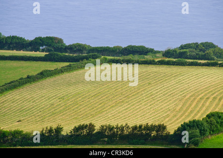 Lynton & Lynmouth, Lynemouth Bay, Tal der Felsen gehen nördlich Exmoore Ponys, Ziegen, Landschaft, Coastal Path Burgfelsen, Devon Stockfoto