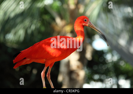 Scarlet Ibis Vogel Stockfoto