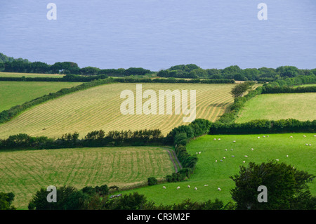 Lynton & Lynmouth, Lynemouth Bay, Tal der Felsen gehen nördlich Exmoore Ponys, Ziegen, Landschaft, Coastal Path Burgfelsen, Devon Stockfoto